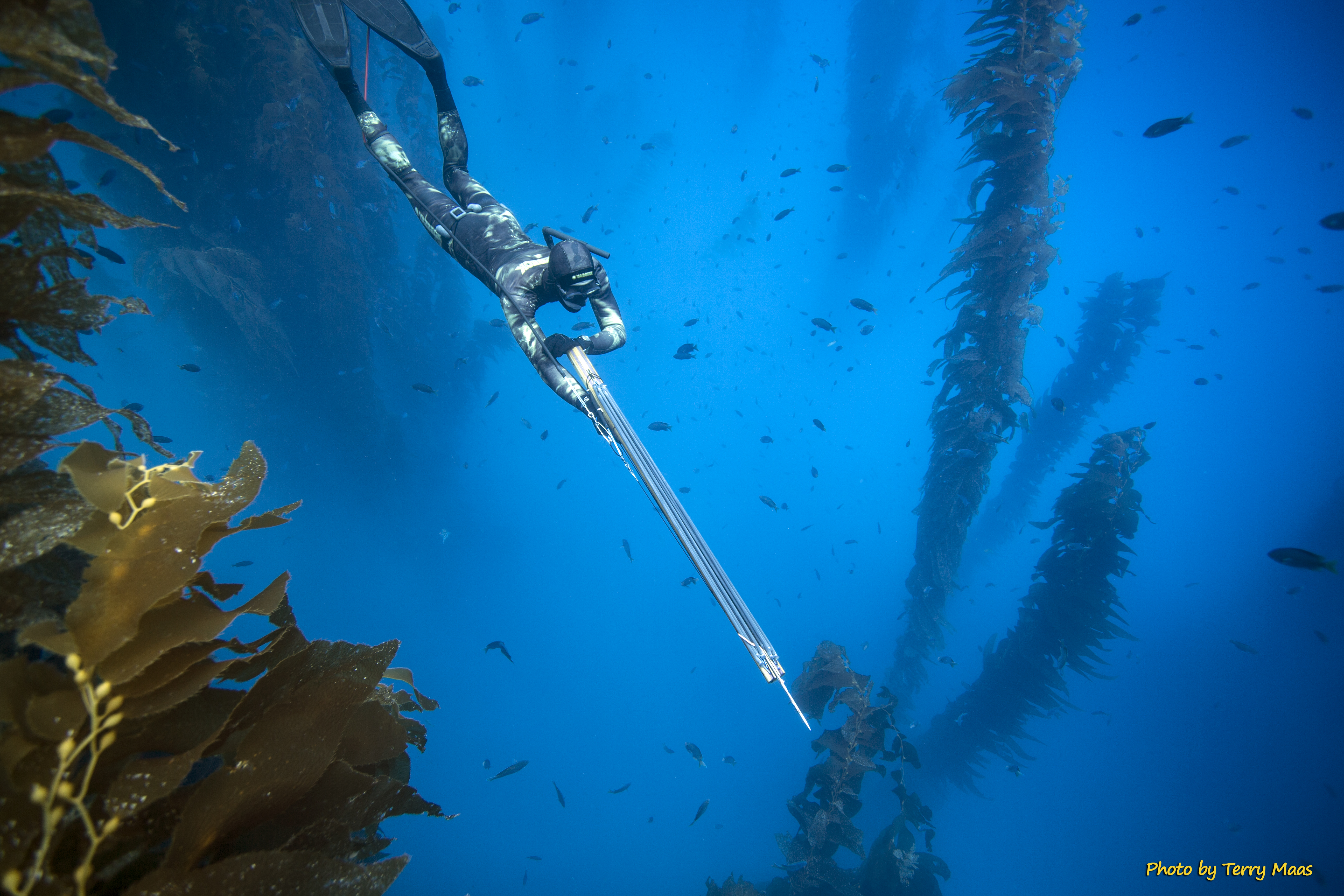 Spearfisher moving through California kelp forest