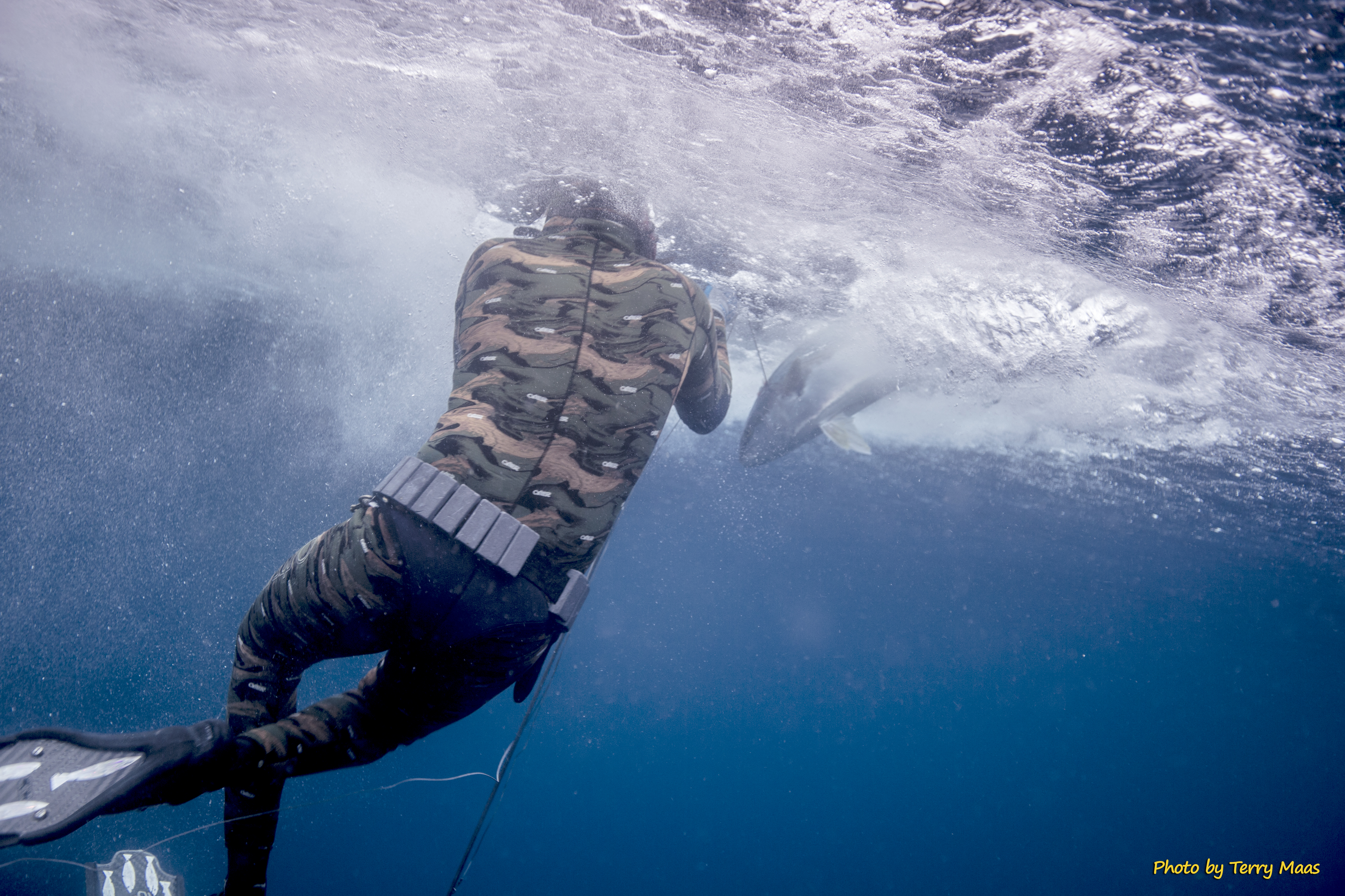 Freediver pursuing yellowtail in California waters