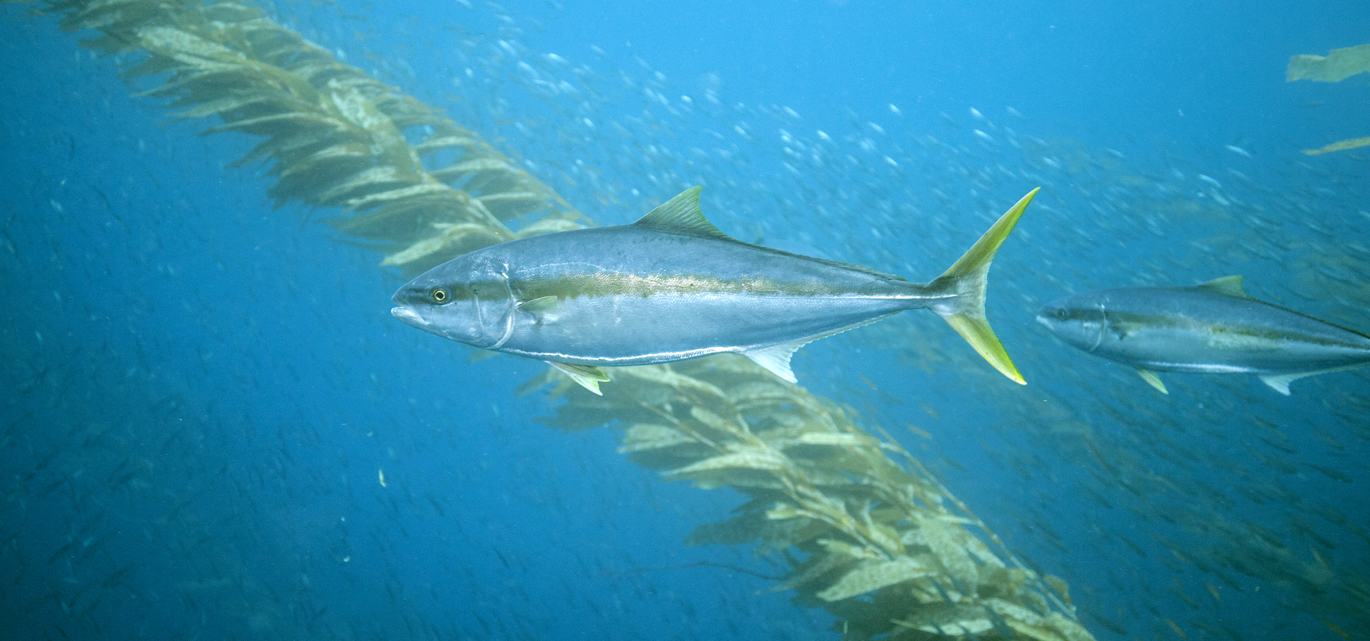 Yellowtail moving through California kelp forest