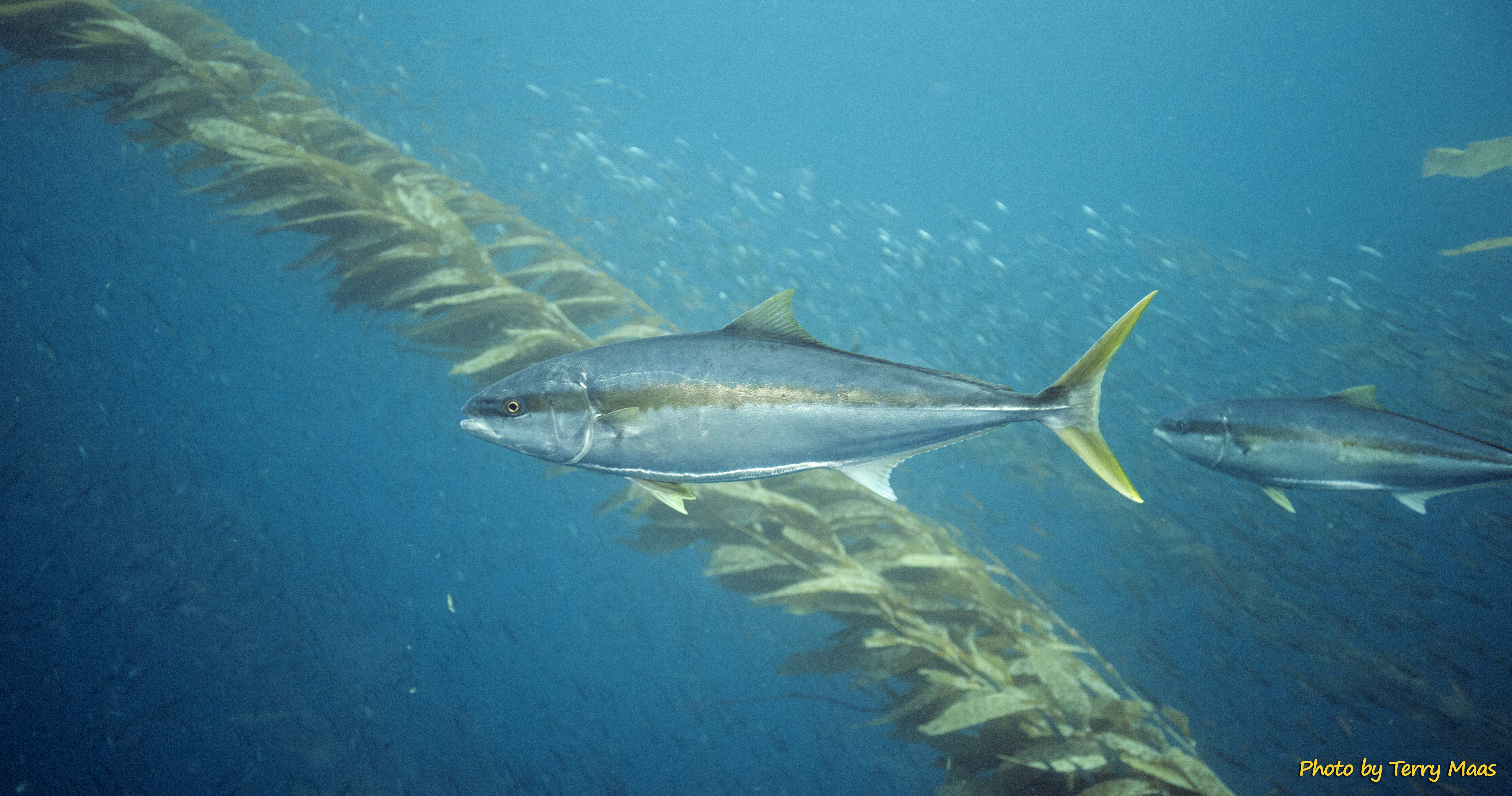 Kelp canopy in California coastal waters