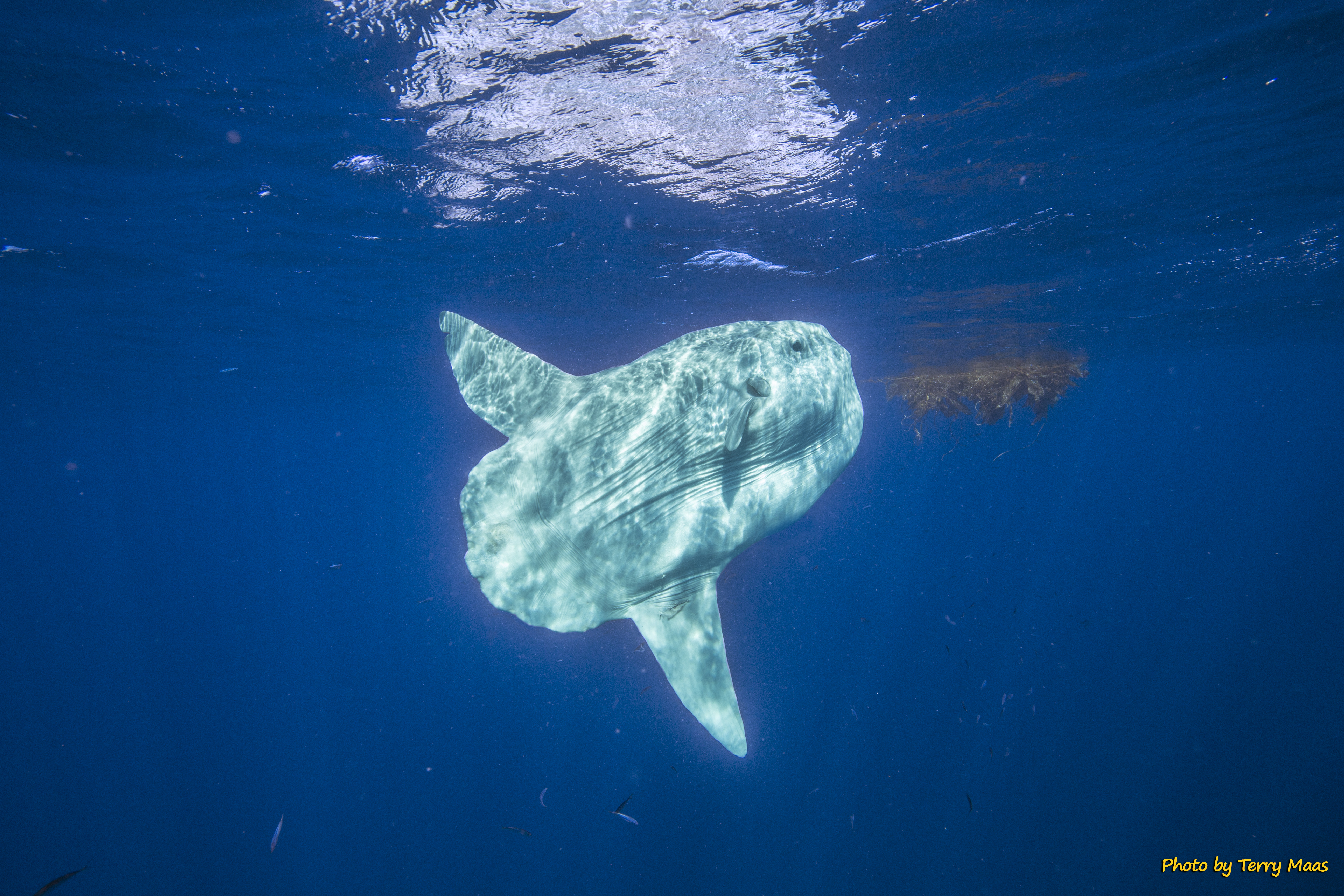 Mola mola ocean sunfish in open water