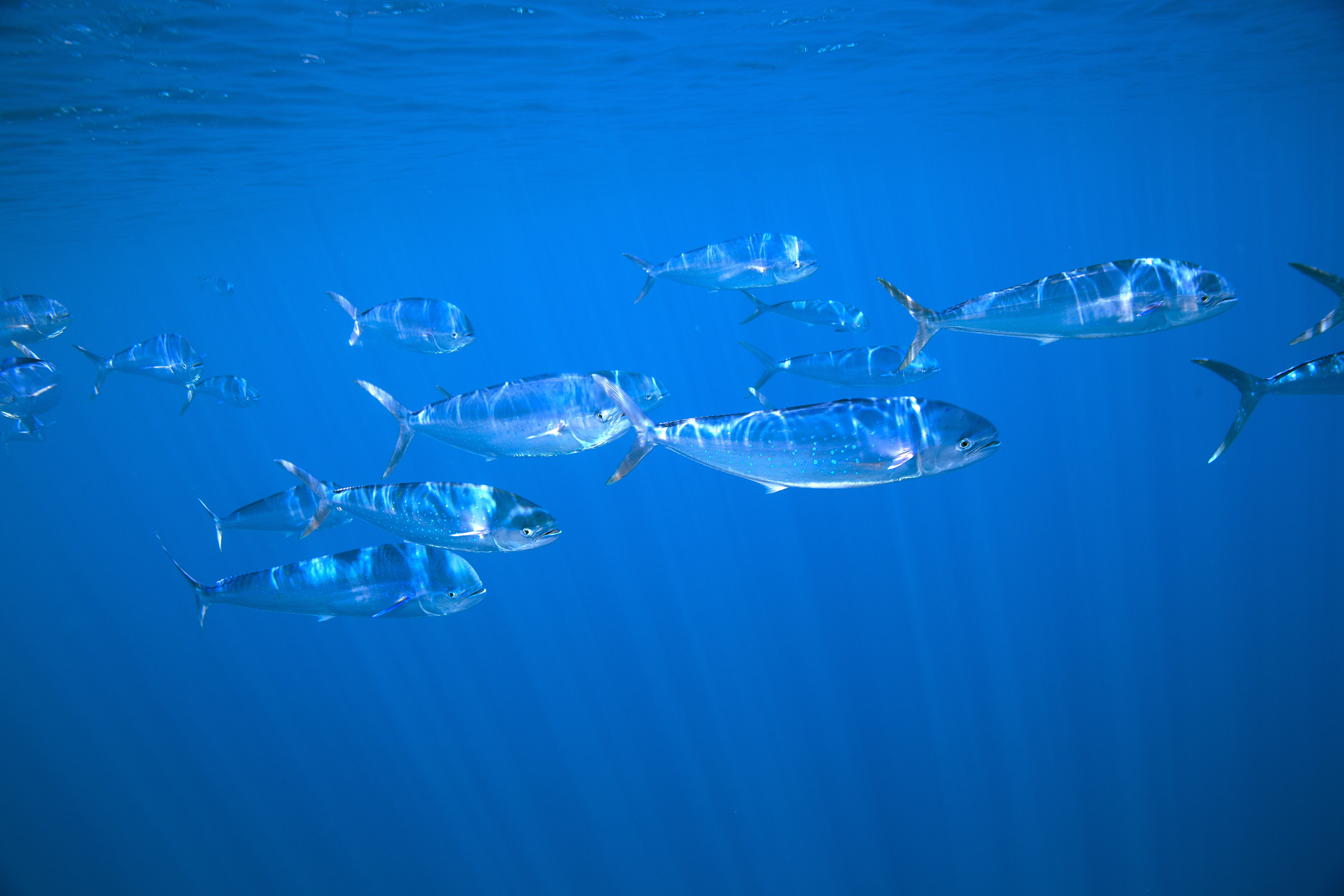 School of dorado in open Pacific water