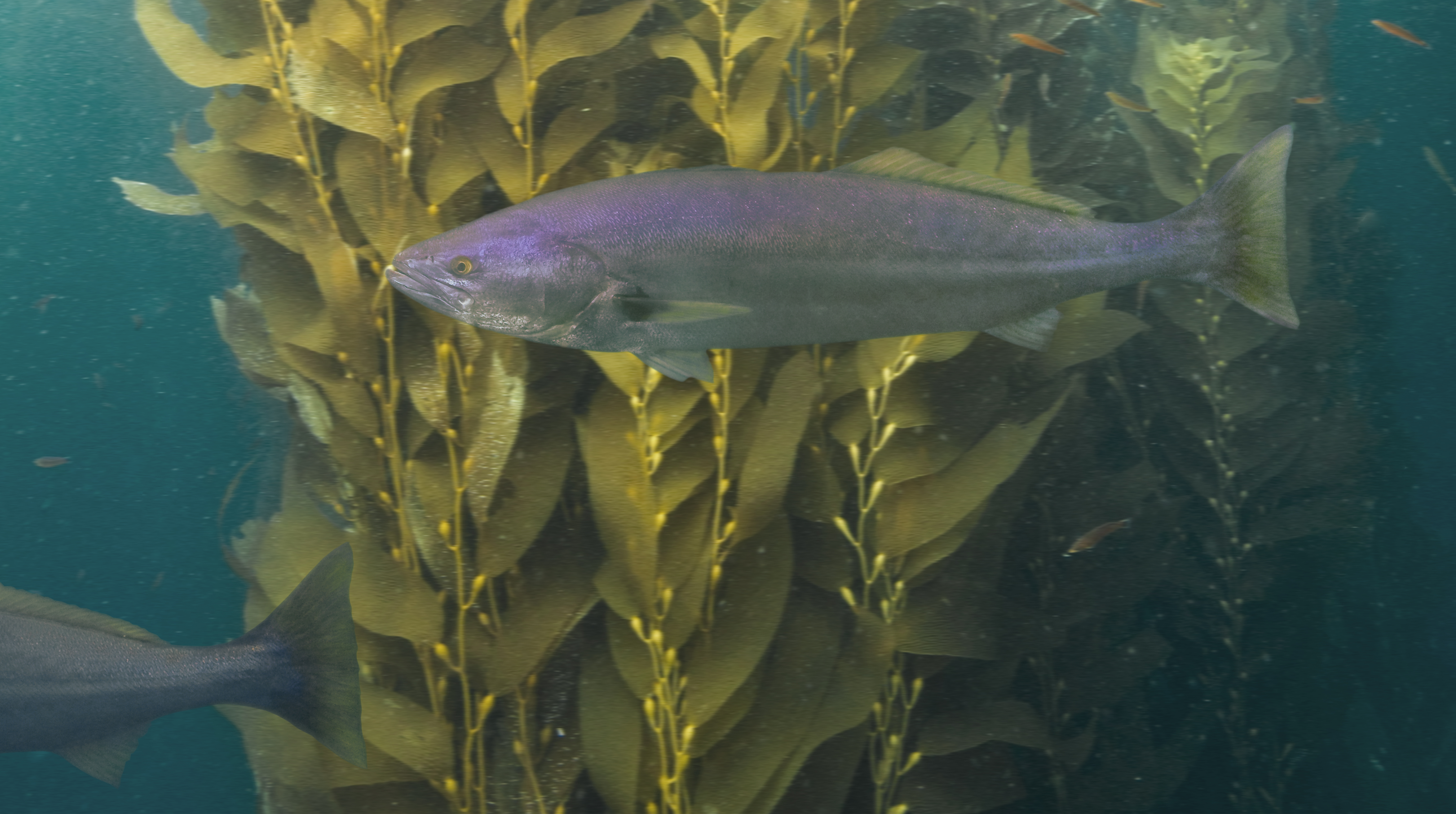 White seabass moving through California kelp forest