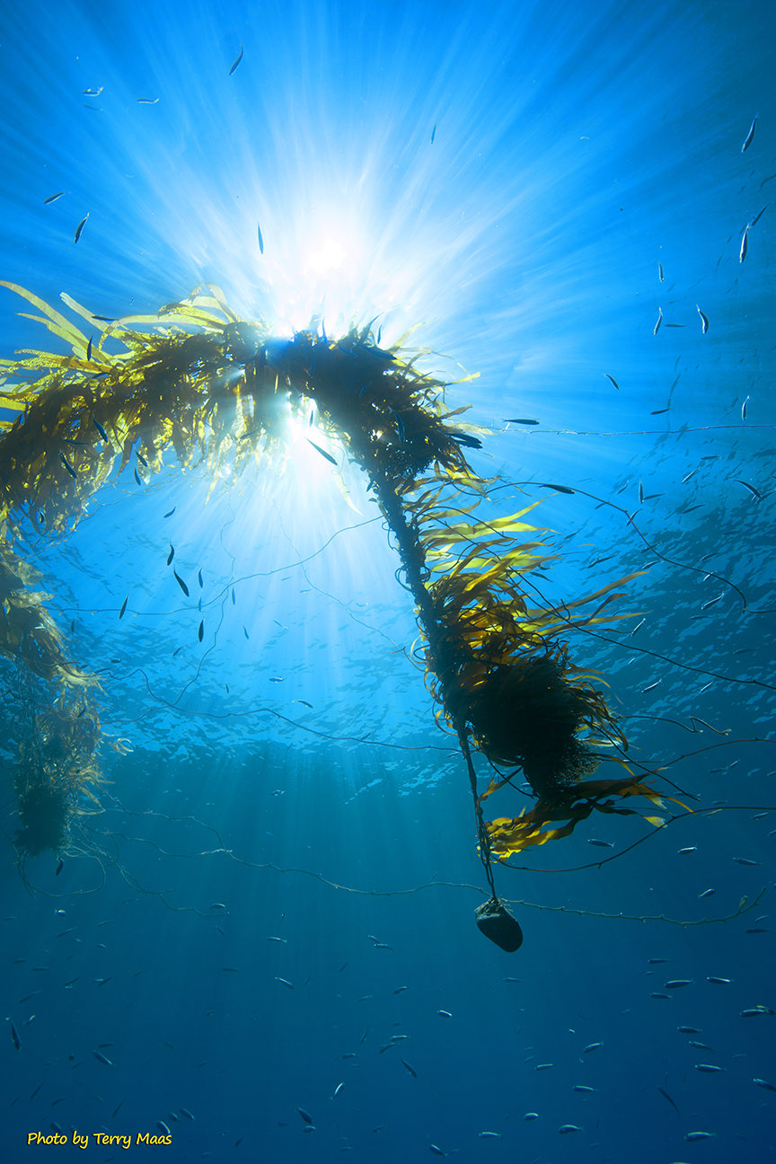 Kelp paddy in open water